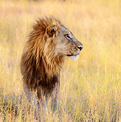 포토 JPG 해외이미지 주간 한마리 야생동물 사람없음 야외 육식동물 숫사자 해외포토 자연요소 동물 1 사자 수컷 파일형식 이미지허브