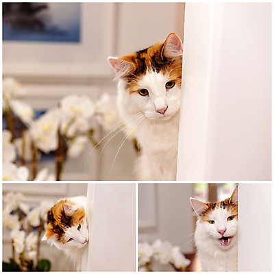 포토 JPG 해외이미지 동물 1 응시 포즈 백그라운드 오렌지 장난 포유류 자연 놀이 털 노르웨이 사람없음 반려동물 검은색 고양이 흰색 관찰 모서리 달콤 숲 결심 모피 호기심 부드러움 모음 얼룩무늬 솜털 생강 고립 기르기 숨기 해외포토 시선 감정 유럽 컬러 컨셉 무늬 채소 과일 모션 감각 맛 생태계 돌봄 파일형식 이미지허브