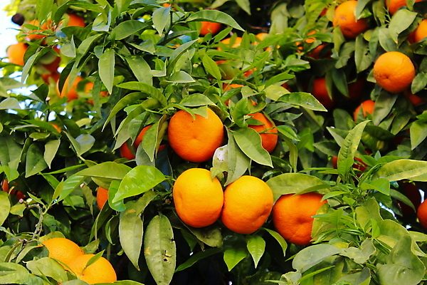 포토 JPG 해외이미지 나무 식물 꽃 백그라운드 잎 농업 오렌지 과일 자연 건강 사람없음 초록색 농작물 농장 정원 주스 수확 성장 신선 달콤 지중해 포르투갈 유기농 내추럴 숙성 해외포토 웰빙 유럽 산업 음료 바다 컬러 맛 생태계 파일형식 이미지허브