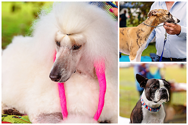 포토 JPG 해외이미지 동물 손 응시 리본 포유류 사람없음 옆모습 반려동물 갈색 침묵 코트 흰색 시골 머리빗 우승 우아함 닫기 개 리트리버 푸들 쇼 모음 법관 불독 몸단장 경보 기르기 승자 인기 지능 챔피언 표준 해외포토 시선 뷰포인트 컬러 컨셉 모션 신체부위 소리 외투 미용용품 최고 법률가 돌봄 파일형식 이미지허브