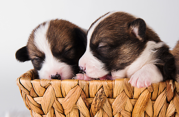 포토 JPG 해외이미지 행복 새끼 가족 함께함 사람없음 반려동물 귀여움 잠 그룹 개 강아지 펨브록웰시코기 해외포토 동물 감정 컨셉 포유류 관계 웰시코기 파일형식 이미지허브