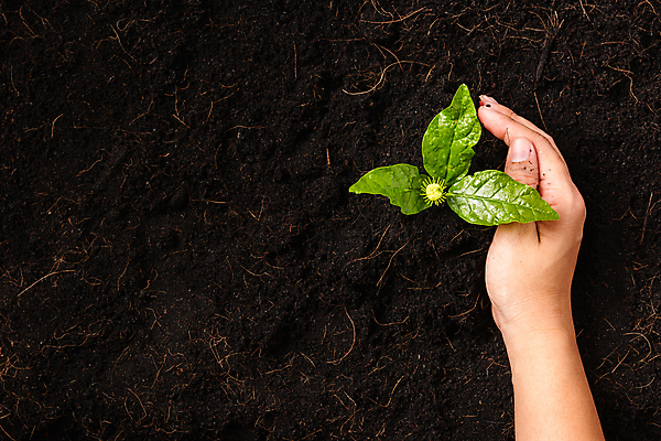 포토 JPG 해외이미지 주간 손 야외 신체부위 새싹 흙 해외포토 자연요소 식물 사람 파일형식 이미지허브