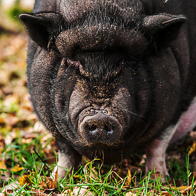 포토 JPG 해외이미지 동물 응시 얼굴 야생동물 밭 농업 포유류 자연 생물 털 육류 돼지고기 사람없음 야외 목재 반려동물 농장 환경 검은색 가축 돼지 바이러스 큼 코 주둥이 멧돼지 기르기 동물상 밭일 옛날 지능 특징 해외포토 나무 시선 산업 컬러 식재료 재료 신체부위 조형물 크기 생태계 돌봄 파일형식 이미지허브