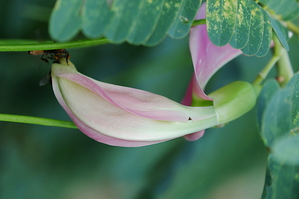 포토 JPG 해외이미지 나무 식물 전통 꽃잎 꽃 음식 백그라운드 잎 꽃무늬 채소 재료 자연 건강 사람없음 야외 빨간색 초록색 뷰티 정원 성장 벚꽃 흰색 나뭇가지 신선 그룹 닫기 허브 유기농 날것 섬유 내추럴 고립 채식주의자 해외포토 웰빙 컬러 무늬 모션 직물 생태계 채식 파일형식 이미지허브