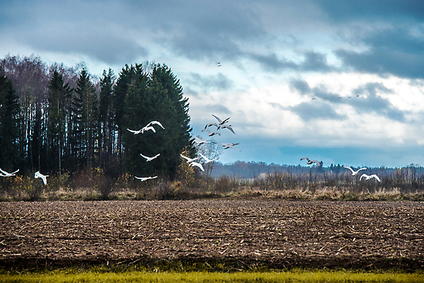 포토 JPG 해외이미지 나무 동물 계절 야생동물 백그라운드 이동 밭 농업 날개 자연 조류 하늘 풍경 사람없음 야외 초록색 침묵 봄 가을 흰색 시골 그룹 황무지 깃털 백조 물새 철새 내추럴 라트비아 수유 세련 해외포토 식물 산업 컬러 컨셉 북유럽 소리 생태계 파일형식 이미지허브
