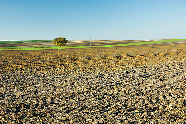 포토 JPG 해외이미지 나무 1 계절 낙엽 밭 농업 자연 하늘 풍경 사람없음 야외 초록색 파란색 농장 농경지 갈색 흙 성장 시골 땅 만취 싱글 땅바닥 밭일 혼자 수평선 해외포토 식물 산업 컬러 잎 바닥 생태계 술취함 파일형식 이미지허브