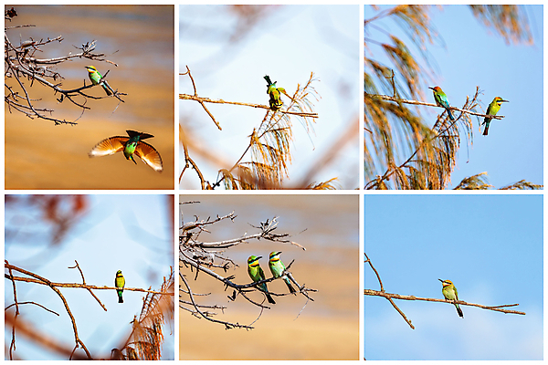 포토 JPG 해외이미지 동물 외관 야생동물 곤충 무지개 2 날개 조류 하늘 왕관 함께함 종류 앉기 사람없음 야외 초록색 컬러풀 검은색 줄무늬 나뭇가지 황금 호주 둥지 말벌 벌 먹기 깃털 꼬리 부리 모음 서식지 계산서 동물상 해외포토 자연요소 나무 컬러 컨셉 무늬 모션 조형물 오세아니아 벌_곤충 파일형식 이미지허브