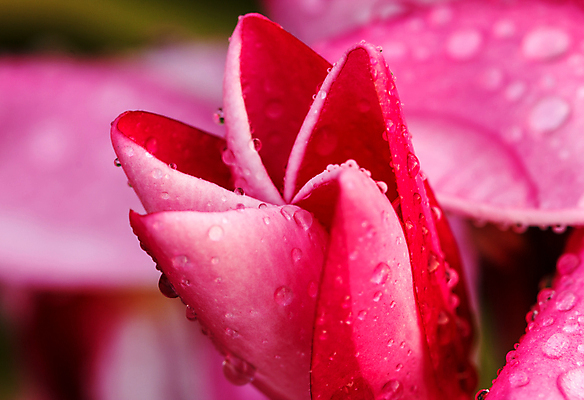 포토 JPG 해외이미지 식물 계절 꽃잎 꽃 분홍색 잎 꽃무늬 부분 태국 자연 벽지 사람없음 야외 초록색 뷰티 환경 봄 활발 성장 벚꽃 나뭇가지 신선 개화 묘사 에코 원예 향기 냄새 내추럴 강렬 생태학 이국적 해외포토 나무 교육 아시아 컬러 컨셉 무늬 취미 생태계 파일형식 이미지허브