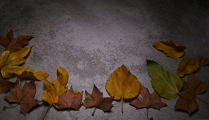 포토 JPG 해외이미지 나무 식물 계절 백그라운드 단풍 잎 텍스트 자연 표면 추상 잔디 사람없음 야외 목재 그래픽 가로 빛 갈색 노란색 환경 성장 가을 시골 죽음 역 고독 땅 허브 순수 생태계 질감 스위치 자원 대각선 내추럴 땅바닥 생태학 옛날 자금 카피스페이스 해외포토 교육 감정 선 컬러 컨셉 돈 무늬 재료 교통시설 바닥 금융 공백 파일형식 이미지허브