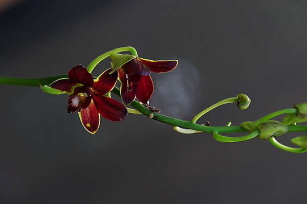 포토 JPG 해외이미지 식물 꽃잎 꽃 줄기 꽃다발 백그라운드 꽃무늬 자연 사람없음 장식 빨간색 뷰티 정원 보라색 봄 활발 벚꽃 나뭇가지 개화 난초 우아함 제비꽃 순수 묘사 원예 호접란 진홍색 내추럴 고립 블러 이국적 해외포토 나무 계절 컬러 컨셉 무늬 취미 생태계 파일형식 이미지허브