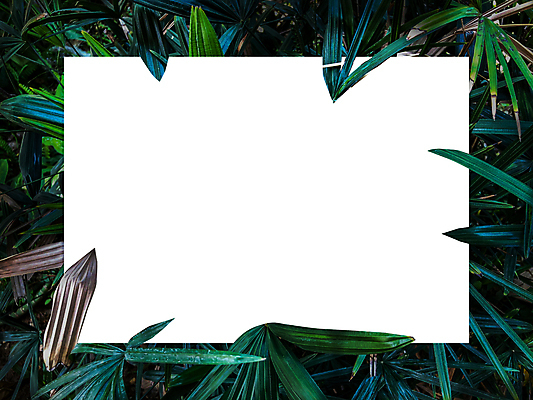 포토 JPG 해외이미지 식물 템플릿 편집 디자인 배너 종이 백그라운드 컨셉 단풍 잎 텍스트 자연 추상 아이디어 프레임 액자틀 사람없음 가로 초록색 컬러풀 우주 환경 칠판 화목 공백 가을 흰색 신선 신용카드 그림 질감 레이아웃 초대 위치 시트 직사각형 내추럴 그리너리 해외포토 도형 계절 컬러 액자 무늬 틀 금융 생태계 파일형식 트랜드컬러 이미지허브