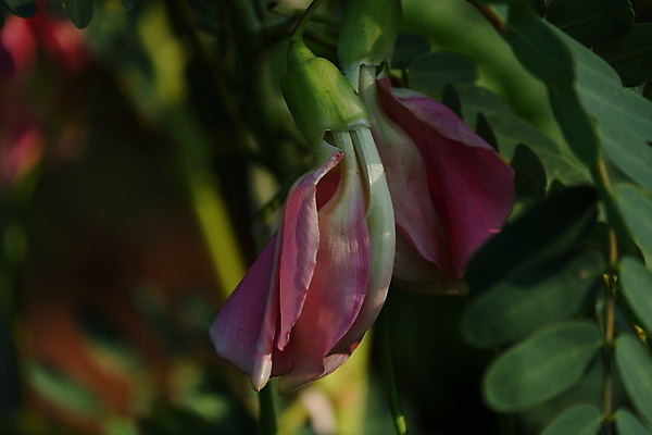 포토 JPG 해외이미지 나무 식물 전통 꽃잎 꽃 음식 백그라운드 잎 꽃무늬 채소 재료 자연 건강 사람없음 야외 빨간색 초록색 뷰티 정원 성장 벚꽃 흰색 나뭇가지 신선 그룹 닫기 허브 유기농 날것 섬유 내추럴 고립 채식주의자 해외포토 웰빙 컬러 무늬 모션 직물 생태계 채식 파일형식 이미지허브