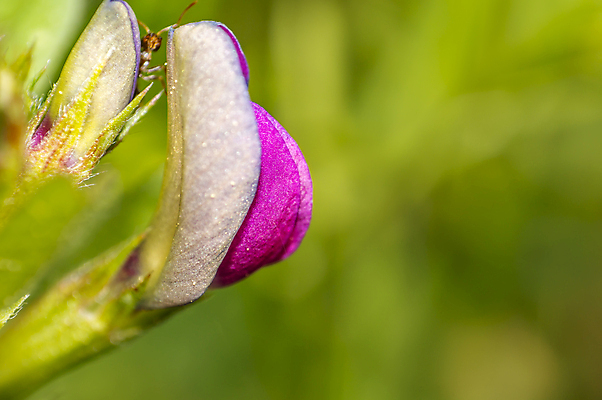 포토 JPG 해외이미지 나무 식물 계절 꽃 분홍색 백그라운드 잎 꽃무늬 밭 농업 자연 사람없음 야외 초록색 햇빛 태양 뷰티 농장 환경 정원 맑음 봄 성장 벚꽃 흰색 나뭇가지 시골 신선 개화 체리 원예 보케 장면 내추럴 고립 밭일 해외포토 자연요소 산업 컬러 무늬 과일 날씨 취미 생태계 파일형식 이미지허브