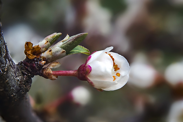 포토 JPG 해외이미지 나무 식물 계절 꽃 분홍색 백그라운드 잎 꽃무늬 밭 농업 자연 풍경 사람없음 야외 초록색 여름 햇빛 태양 뷰티 농장 환경 정원 맑음 봄 성장 벚꽃 흰색 나뭇가지 시골 신선 개화 체리 원예 보케 장면 내추럴 고립 밭일 해외포토 자연요소 산업 컬러 무늬 과일 날씨 취미 생태계 파일형식 이미지허브