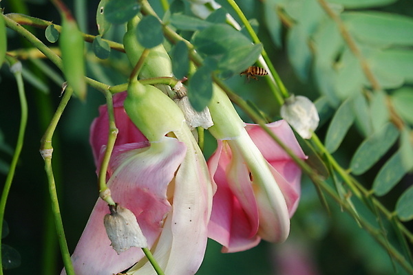 포토 JPG 해외이미지 나무 식물 전통 꽃잎 꽃 음식 백그라운드 잎 꽃무늬 채소 재료 자연 건강 사람없음 야외 빨간색 초록색 뷰티 정원 성장 벚꽃 흰색 나뭇가지 신선 그룹 닫기 허브 유기농 날것 섬유 내추럴 고립 채식주의자 해외포토 웰빙 컬러 무늬 모션 직물 생태계 채식 파일형식 이미지허브