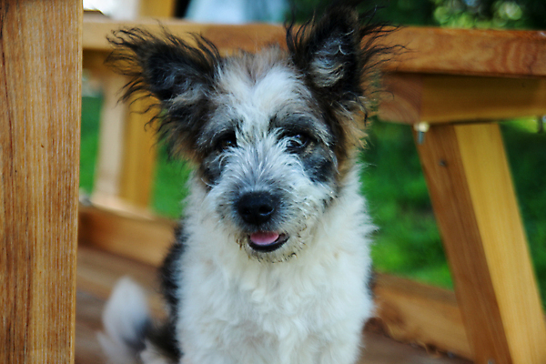 포토 JPG 해외이미지 동물 응시 포유류 자연 탁자 털 사람없음 야외 목재 반려동물 머리 쌓기 개 강아지 작음 주둥이 송곳니 해외포토 나무 시선 가구 재료 모션 신체부위 치아 크기 생태계 파일형식 이미지허브