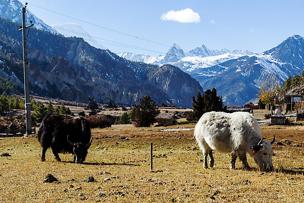 포토 JPG 해외이미지 동물 아시아 야생동물 여행 자연 하늘 산 사람없음 야외 계곡 침묵 트래킹 하이킹 추위 흰색 황무지 군중 위험 큼 순환 오르기 네팔 통과 절정 히말라야 눈내림 해외포토 나라 컬러 컨셉 모션 레저 눈_날씨 사람 소리 크기 생태계 파일형식 산맥 이미지허브