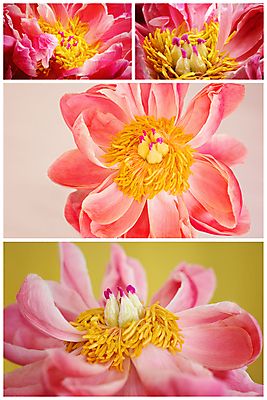 포토 JPG 해외이미지 식물 디자인 꽃잎 꽃 분홍색 백그라운드 잎 꽃무늬 자연 사람없음 장식 빨간색 여름 뷰티 노란색 봄 벚꽃 흰색 축하 신선 고급 모음 고립 꽃수술 영원 작약 해외포토 계절 컬러 컨셉 무늬 생태계 파일형식 이미지허브