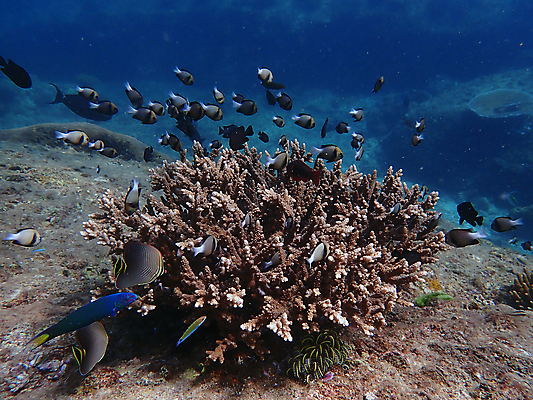 포토 JPG 해외이미지 동물 바다 태국 자연 어류 사람없음 물 파란색 수중 산호 아래 다이빙 해외포토 자연요소 아시아 컬러 수영 수중동물 자포동물 방향 생태계 위치 수중스포츠 파일형식 이미지허브