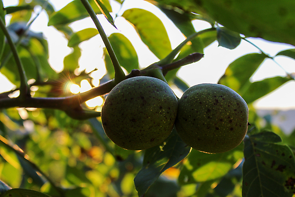 포토 JPG 해외이미지 나무 계절 음식 백그라운드 잎 농업 과일 재료 자연 씨앗 사람없음 초록색 여름 태양 갈색 정원 모임 견과류 수확 성장 껍질 가을 나뭇가지 시골 신선 오픈 유기농 날것 호두 국산 내추럴 숙성 세련 해외포토 자연요소 식물 웰빙 산업 컬러 생태계 파일형식 이미지허브