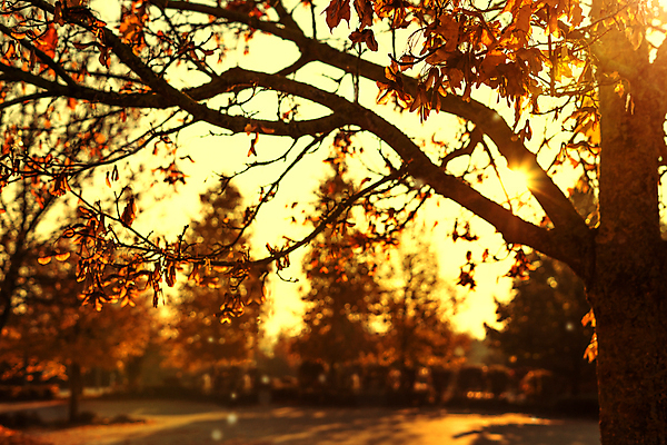 포토 JPG 해외이미지 나무 계절 공원 백그라운드 컨셉 단풍 잎 패턴 오렌지 자연 벽지 추상 프레임 풍경 사람없음 야외 장식 빨간색 빛 컬러풀 햇빛 태양 노란색 환경 맑음 가을 황금 숲 유기농 질감 보케 내추럴 블러 해외포토 자연요소 식물 웰빙 공공시설 컬러 무늬 과일 날씨 생태계 파일형식 이미지허브