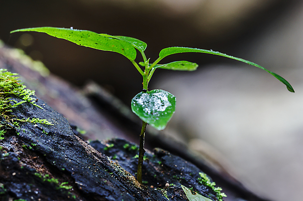 포토 JPG 해외이미지 나무 식물 1 계절 줄기 컨셉 잎 농업 채소 자연 새로움 씨앗 사람없음 초록색 물 농장 새싹 환경 정원 흙 봄 성장 신선 그룹 작음 땅 원예 뿌리 먼지 A 땅바닥 모종 생태학 처음 세련 해외포토 자연요소 알파벳 교육 산업 컬러 바닥 취미 크기 생태계 파일형식 이미지허브