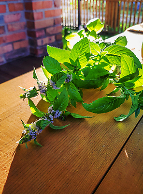 포토 JPG 해외이미지 식물 꽃 줄기 백그라운드 잎 꽃무늬 자연 주택 요리 사람없음 야외 목재 치료 초록색 햇빛 약 정원 맑음 봄 약재 나뭇가지 시골 신선 양념 개화 저녁 그늘 민트 허브 유기농 향기 향 내추럴 영원 화창 해외포토 나무 웰빙 계절 컬러 무늬 재료 의학 날씨 건물 태양 야간 생태계 냄새 파일형식 이미지허브