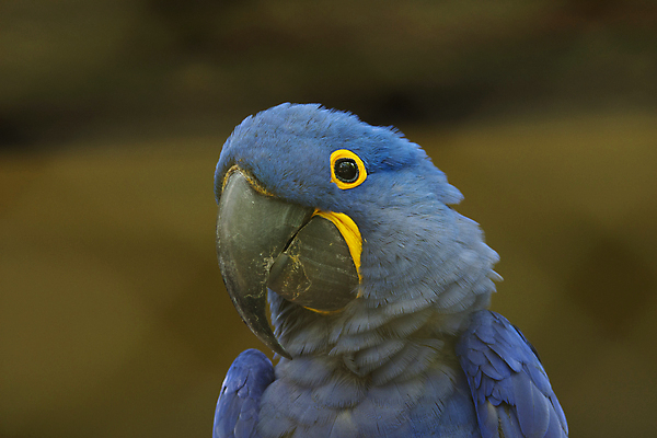포토 JPG 해외이미지 동물 야생동물 자연 조류 사람없음 야외 파란색 반려동물 컬러풀 노란색 환경 황무지 깃털 부리 앵무새 멸종 브라질 내추럴 동물상 이국적 해외포토 컬러 조형물 남아메리카 생태계 파일형식 이미지허브