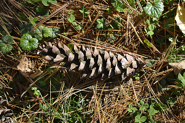 포토 JPG 해외이미지 식물 백그라운드 잎 자연 건조 사람없음 야외 갈색 가을 닫기 묘사 원뿔 땅바닥 해외포토 도형 계절 컬러 모션 바닥 생태계 파일형식 이미지허브