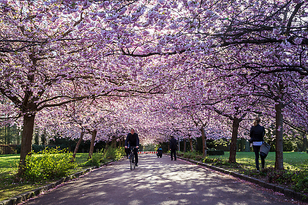 포토 JPG 해외이미지 주간 공원 덴마크 사람 사람없음 야외 햇빛 자전거 봄 벚꽃 개화 주말 코펜하겐 해외포토 자연요소 계절 공공시설 꽃 북유럽 태양 바이크 파일형식 이미지허브