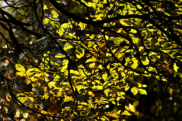 포토 JPG 해외이미지 나무 계절 선 백그라운드 단풍 잎 거리 사람없음 빛 노란색 맑음 침묵 가을 흰색 그리기 명상 장면 내추럴 해외포토 식물 컬러 모션 날씨 소리 파일형식 이미지허브