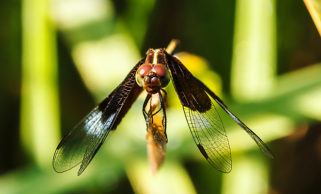 포토 JPG 해외이미지 동물 야생동물 파도 곤충 백그라운드 날개 자연 휴식 앉기 사람없음 야외 초록색 여름 빛 햇빛 뷰티 갈색 노란색 머리 환경 흰색 투명 닫기 잠자리 작음 싱글 내추럴 해외포토 계절 바다 컬러 컨셉 모션 신체부위 태양 크기 생태계 파일형식 이미지허브