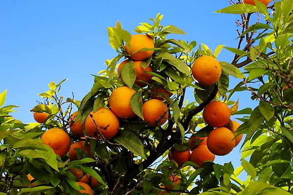 포토 JPG 해외이미지 나무 식물 꽃 백그라운드 잎 2 농업 오렌지 과일 자연 하늘 귤 실내 건강 사람없음 초록색 농작물 농장 정원 주스 수확 성장 덮개 벚꽃 나뭇가지 신선 달콤 지중해 포르투갈 유기농 내추럴 창백 사방 숙성 해외포토 웰빙 유럽 산업 음료 바다 컬러 내부 뚜껑 맛 생태계 파일형식 이미지허브