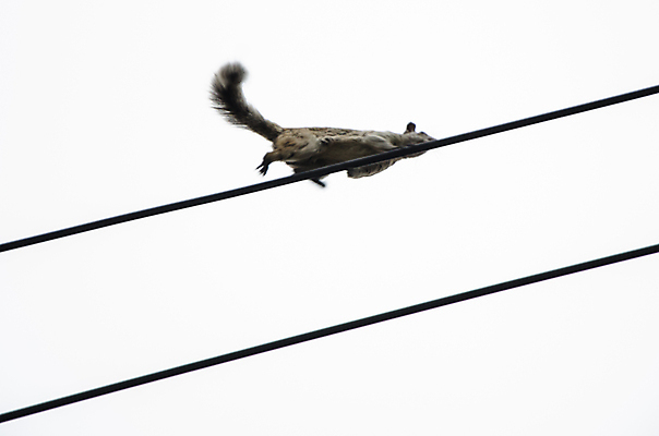 포토 JPG 해외이미지 동물 1 산업 야생동물 선 백그라운드 포유류 자연 하늘 사람없음 야외 옆모습 빨간색 파란색 달리기 갈색 환경 어둠 힘 에너지 흰색 표현 도시 설치류 위험 작음 오브젝트 꼬리 다람쥐 철사 봉 점수 고립 전압 공급 유일 해외포토 뷰포인트 컬러 컨셉 모션 크기 생태계 파일형식 이미지허브