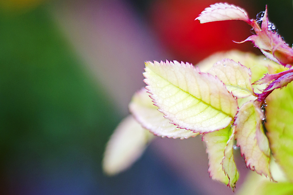 포토 JPG 해외이미지 식물 계절 백그라운드 잎 채소 자연 아침 날씨 추상 사람없음 야외 초록색 물 빛 뷰티 반사 환경 정원 침묵 거품 젖음 성장 물방울 신선 투명 액체 떨어짐 이슬 빗방울 순수 질감 보케 부드러움 내추럴 심기 해외포토 주간 자연요소 컬러 컨셉 무늬 모션 소리 감각 비_날씨 생태계 파일형식 이미지허브