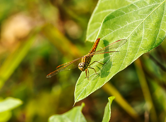 포토 JPG 해외이미지 동물 꽃 얼굴 야생동물 곤충 자연 휴식 생물 앉기 사람없음 야외 세로 초록색 정원 벚꽃 도움 투명 벌레 잠자리 습지 묘사 생물학 육식동물 A 동물상 생태학 해외포토 식물 알파벳 교육 컬러 컨셉 모션 신체부위 조형물 생태계 파일형식 이미지허브