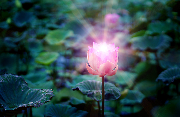 포토 JPG 해외이미지 식물 디자인 꽃잎 꽃 선 분홍색 백그라운드 잎 꽃무늬 농업 자연 휴식 연꽃 동양인 사람없음 장식 초록색 물 빛 뷰티 평화 정원 고요 봄 벚꽃 연못 신선 개화 우아함 백합 순수 명상 싱글 내추럴 이국적 해외포토 자연요소 계절 산업 컬러 컨셉 무늬 인종 생태계 파일형식 이미지허브