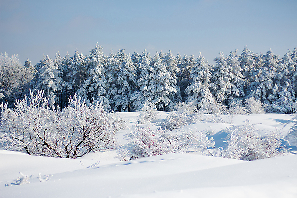 포토 JPG 해외이미지 나무 식물 계절 십자가 겨울 밭 자연 하늘 날씨 스키 산 서기 풍경 경사 사람없음 야외 목재 냉동 얼음 추위 소나무 승차 숲 가루 땅 언덕 서리 폭풍 침엽수 눈보라 삼림지대 눈내림 해외포토 자연요소 농업 재료 모션 겨울스포츠 눈_날씨 생태계 파일형식 이미지허브