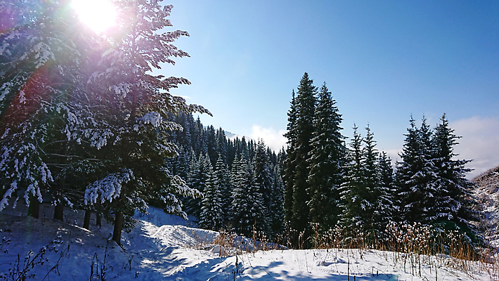 포토 JPG 해외이미지 나무 구름 계절 여행 크리스마스 겨울 자연 하늘 동화 휴가 산 안테나 파노라마 풍경 경사 사람없음 야외 파란색 평화 계곡 냉동 하이킹 추위 흰색 소나무 정상 숲 언덕 산등성이 서리 장면 드론 절정 카자흐스탄 눈내림 가문비나무 해외포토 자연요소 식물 기념일 아시아 컬러 컨셉 통신 레저 눈_날씨 촬영기법 생태계 파일형식 이미지허브