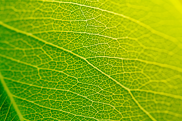 포토 JPG 해외이미지 나무 식물 디자인 백그라운드 잎 꽃무늬 패턴 자연 추상 건강 사람없음 초록색 빛 컬러풀 태양 환경 봄 성장 흰색 신선 묘사 유기농 질감 내추럴 생태학 엘리먼트 해외포토 자연요소 웰빙 계절 교육 꽃 컬러 무늬 생태계 파일형식 이미지허브