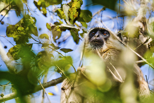 포토 JPG 해외이미지 동물 공원 아시아 야생동물 여행 포유류 자연 국립공원 사람없음 야외 초록색 뷰티 환경 다양 원숭이 보호 숲 사파리 생태계 생물학 네팔 서식지 동물상 무료 보호구역 생태학 해외포토 공공시설 교육 나라 컬러 다수 컨셉 조형물 구역 파일형식 이미지허브