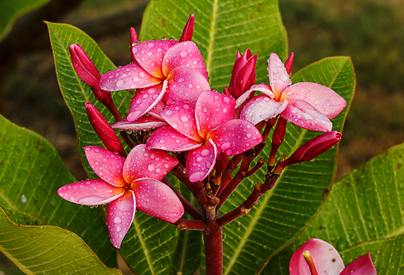 포토 JPG 해외이미지 식물 계절 꽃잎 꽃 분홍색 잎 꽃무늬 부분 태국 자연 벽지 사람없음 야외 초록색 여름 뷰티 환경 봄 활발 성장 벚꽃 나뭇가지 신선 개화 묘사 에코 원예 향기 냄새 내추럴 강렬 생태학 이국적 해외포토 나무 교육 아시아 컬러 컨셉 무늬 취미 생태계 파일형식 이미지허브