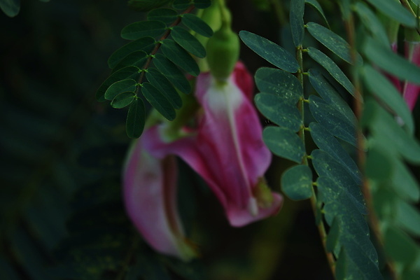 포토 JPG 해외이미지 나무 식물 전통 꽃잎 꽃 음식 백그라운드 잎 꽃무늬 채소 재료 자연 건강 사람없음 야외 빨간색 초록색 뷰티 정원 성장 벚꽃 흰색 나뭇가지 신선 그룹 닫기 허브 유기농 날것 섬유 내추럴 고립 채식주의자 해외포토 웰빙 컬러 무늬 모션 직물 생태계 채식 파일형식 이미지허브