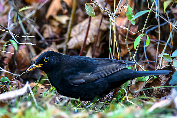 포토 JPG 해외이미지 나무 동물 한마리 응시 유럽 야생동물 백그라운드 날개 노래 자연 조류 성인 사람없음 검은색 봄 나뭇가지 시골 닫기 숲 깃털 흰배경 꼬리 까마귀 내추럴 고립 동물상 멜로디 해외포토 식물 1 시선 계절 나라 음악 컬러 모션 사람 조형물 흰색 생태계 파일형식 이미지허브