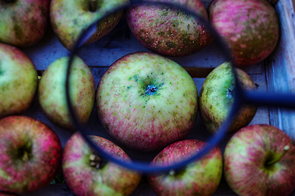 포토 JPG 해외이미지 1 계절 음식 백그라운드 농업 과일 자연 유리 실내 건강 종류 사람없음 목재 농장 세일 쌓기 바구니 정원 수확 신선 시장 확대 달콤 맛 사과 정상 나무상자 유기농 내추럴 매각 숙성 채식주의자 해외포토 나무 웰빙 산업 컨셉 재료 모션 재질 내부 상자 생태계 채식 파일형식 이미지허브