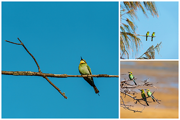 포토 JPG 해외이미지 동물 외관 야생동물 곤충 무지개 2 날개 조류 하늘 왕관 함께함 종류 앉기 사람없음 야외 초록색 컬러풀 검은색 줄무늬 나뭇가지 황금 호주 둥지 말벌 벌 먹기 깃털 꼬리 부리 모음 서식지 계산서 동물상 해외포토 자연요소 나무 컬러 컨셉 무늬 모션 조형물 오세아니아 벌_곤충 파일형식 이미지허브