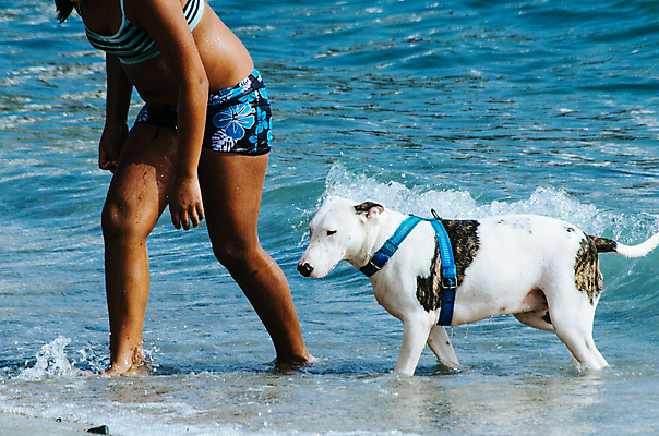 포토 JPG 해외이미지 동물 라이프스타일 여자 행복 모래 파도 바다 여행 포즈 자연 놀이 휴가 함께함 건강 사람 사람없음 야외 물 파란색 반려동물 비키니 달리기 태양 우정 기쁨 젖음 개 리트리버 캘리포니아 해외포토 자연요소 수영복 감정 컬러 컨셉 포유류 모션 생활 친구 미국 생태계 파일형식 이미지허브
