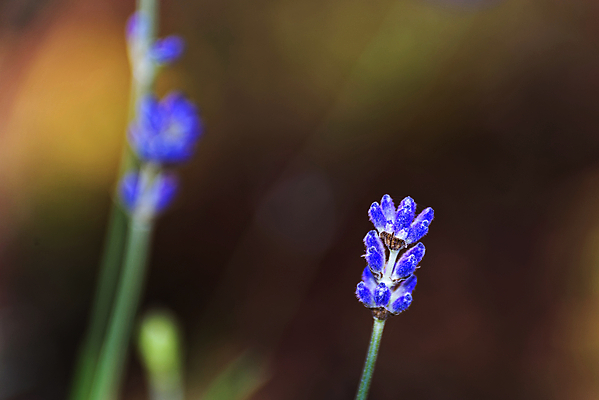 포토 JPG 해외이미지 식물 계절 꽃잎 꽃 잎 꽃무늬 패턴 오렌지 자연 추상 사람없음 야외 여름 뷰티 노란색 머리 정원 봄 활발 들꽃 성장 벚꽃 신선 개화 닫기 묘사 싱글 데이지 꽃가루 내추럴 꽃수술 해외포토 컬러 컨셉 무늬 과일 모션 신체부위 가루 생태계 파일형식 이미지허브