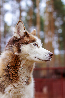 포토 JPG 해외이미지 동물 응시 공원 여자 얼굴 포유류 자연 휴식 바닥 털 사랑 경비 사람없음 야외 반려동물 눕기 태양 머리 자유 흰색 개 숲 북극 귀 새장 목 솜털 송곳니 부스 거짓말 기르기 시베리아 해외포토 자연요소 시선 공공시설 감정 컬러 컨셉 모션 안전 사람 신체부위 치아 보호 극지방 생태계 돌봄 케이지 파일형식 이미지허브