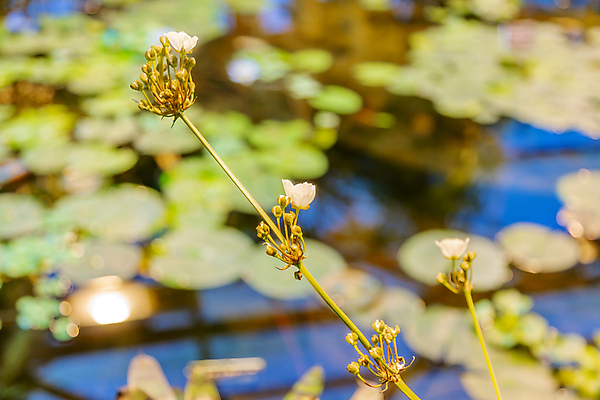 포토 JPG 해외이미지 식물 계절 공원 꽃잎 꽃 줄기 백그라운드 단풍 잎 꽃무늬 자연 사람없음 초록색 컬러풀 뷰티 환경 정원 벚꽃 가을 신선 개화 닫기 내추럴 뒤뜰 온실 해외포토 공공시설 컬러 무늬 모션 생태계 파일형식 이미지허브